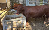 Red Heifer Research Center, Shiloh Technological race to save red heifers in Shiloh