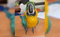 Binyamin Council Spokesperson Lost parrot found in Binyamin region