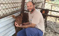 Courtesy of the photographer Second red heifer born in Golan Heights