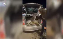 Donkey found bound inside car trunk at Jerusalem checkpoint