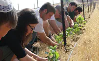 Tonight Is It - Last Hours to Plant Before Tu B'Av Ends