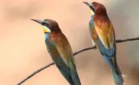 צילום: ד"ר חיים מויאל 500 מיליון ציפורים חולפות מעל ישראל