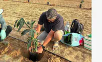 צילום: ירק השדה הפירות והירקות שכדאי להגיש