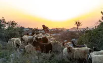 "השטח כבר בידיים שלנו - עכשיו תורכם"