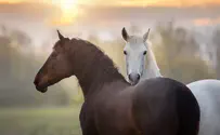 istock Natural Fly Control Strategies for Horses in 2026