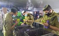 IDF Rabbinate The hidden message of the Etrog