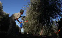 צילום: פלאש 90 «Предвыборный сбор урожая»