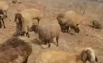 צילום: ללא קרדיט פיגוע הרעלה חמור: עשרות כבשים נפגעו