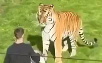 צילום: ללא קרדיט Man killed in tiger attack at UK wildlife park