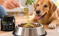 צילום: PUPS המותג שמכניס תוספים לשגרת בריאות הכלב