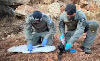 Israel’s hesitation in Judea and Samaria undermines security