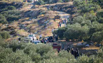 Father and son deported from Israel over illegal olive harvest