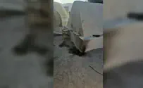 קבר אלעזר הכהן בשומרון הוצת