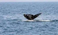 Rare Whale Tailed to Israeli Coastline