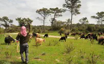 Watchdog Group Looks Into State Land for Arab Shepherds