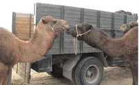 Joel Carillet Bahrain Red-Faced for ‘Kissing Camel’ Toy with Name ‘Israel’