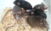 Tel Aviv Mice May Hold Key to Healthy Brain
