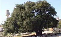 Gush Etzion Foresees 50 Percent Growth Rate
