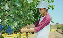 In Golan, Heat Wave Means Early Champagne Harvest