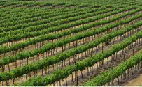 Israel Is the Land of Milk and Honey—and Wine