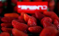 Strawberry Genomes Forever at Weizmann Institute