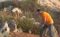 Overseas Students Volunteer to Strengthen Hilltop Community
