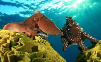 Paula Faiferman, courtesy Epson Photo Contest Shows Off Israel's Underwater Beauty