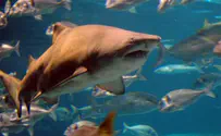 Oleh Sailor Tells of His Boyhood Shark Heroics in Florida
