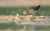 Nature Society Prize-Winning Contest Photos