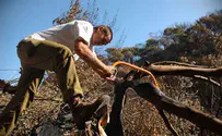 Soldiers Pitch In to Restore Carmel Forest