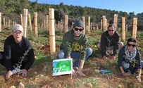 Movie Stars Plant ‘Hollywood Boulevard' in Jerusalem Forest