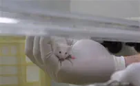 Israeli Scientists Discover Obesity Protein
