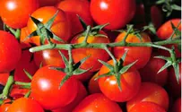 Israel Helps Gaza Export Cherry Tomatoes
