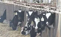Israel, World Champ in Milk Production, Helps Out S. Korea