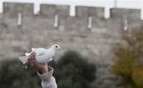 Israel news photo: Flash 90 Enough with the Dove, Nationalists Say