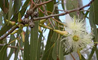 JNF Trees to Protect Gaza Belt Towns