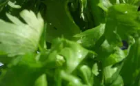 justaddflax.com Weekly Recipe: Fast and Easy Way to Lose Weight, Even on Shabbat