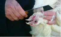 Israel news photo: Flash 90 Barrage of Missile Fire Slaughters Chickens