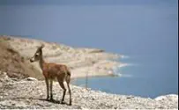 Israel news photo: Flash 90 PA Wants Israel to OK Dead Sea Tourist Scheme