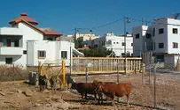 MK Katz on Ghajar: 'There Is a Limit to Stupidity