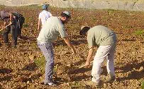 Israel news photo: Chasdei Meir 'They Freeze, We Plant'