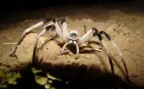 Israel's Newly Discovered Spider Not Itsy-Bitsy