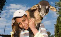 Israel news photo: Jewish Agency Thieves Steal Jewish Youth Village’s Herd of Goats
