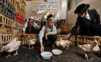 Doing Kaparot – Without Cruelty to Animals