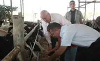 Cuts Worry Dairy Farmers 