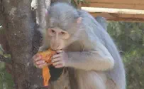 The Loving Monkey Who Adopted Her Neglected and Beaten Grandson