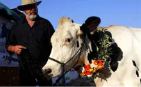 Agricultural Theft Becoming ‘Professional Organized Crime’