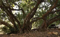 ערנות השוטר הצילה את התאומים