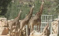 ג'ירף חדש בגן החיות התנכ"י