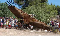 בן רוזנברג העולם מתגייס למען הנשרים של ישראל